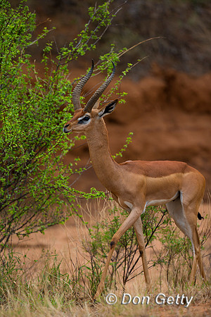 Gerenuk