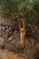 Gerenuk