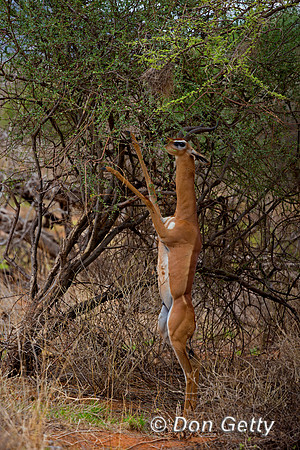 Gerenuk