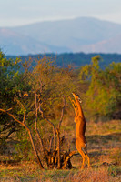 Gerenuk
