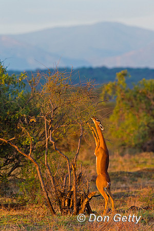 Gerenuk