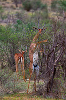 Gerenuk