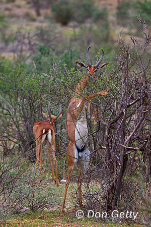 Gerenuk