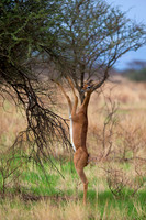 Gerenuk