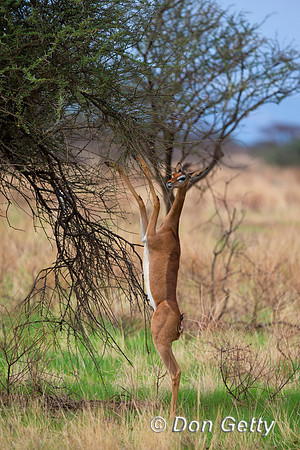 Gerenuk