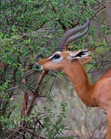 Gerenuk