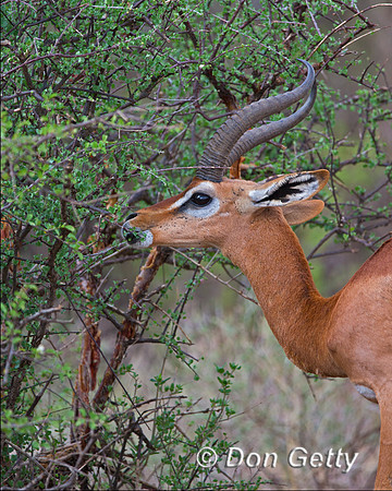 Gerenuk