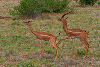 Gerenuk