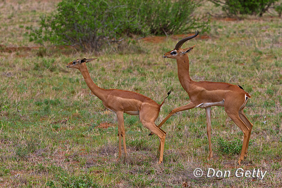 Gerenuk