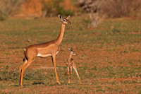 Gerenuk