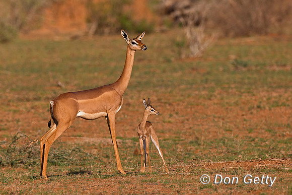 Gerenuk