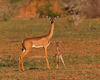 Gerenuk
