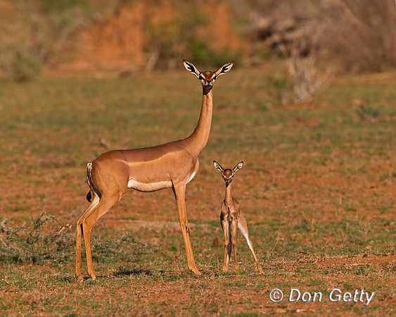 Gerenuk