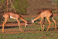 Gerenuk