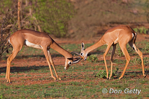 Gerenuk