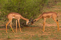 Gerenuk