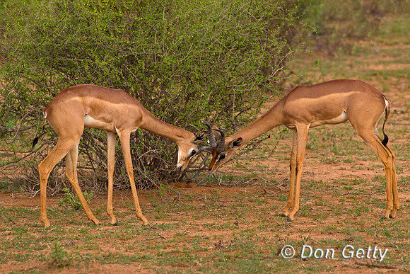 Gerenuk