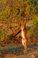 Gerenuk