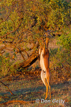 Gerenuk
