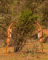 Gerenuk