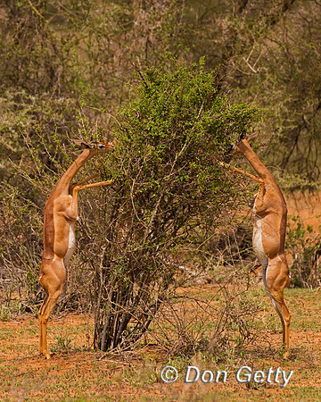 Gerenuk