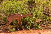 Gerenuk