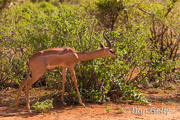 Gerenuk