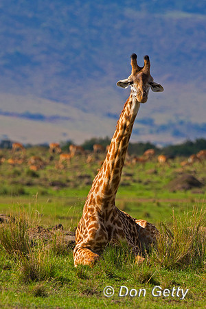 Masai Giraffe