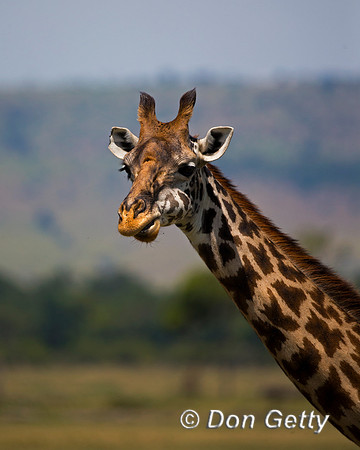 Masai Giraffe