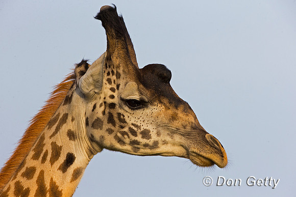 Masai Giraffe