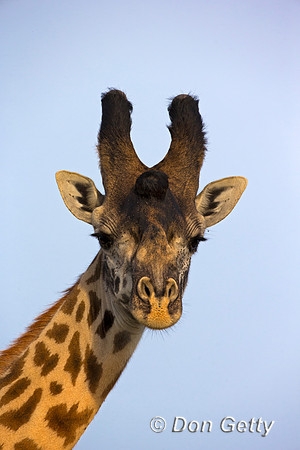 Masai Giraffe