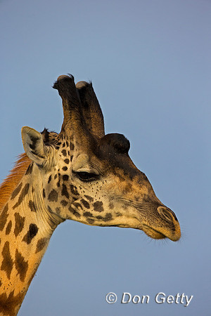Masai Giraffe