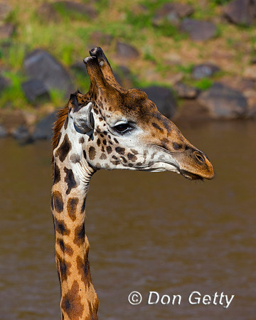 Masai Giraffe