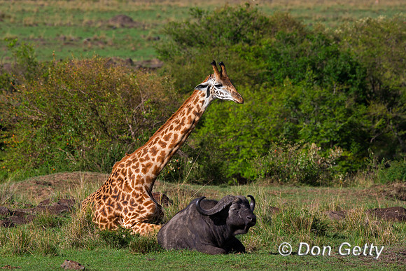 Masai Giraffe