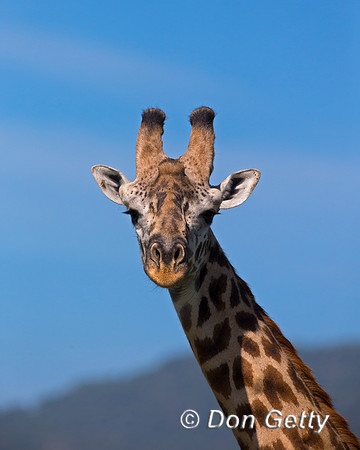 Masai Giraffe