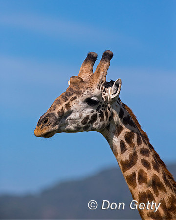 Masai Giraffe