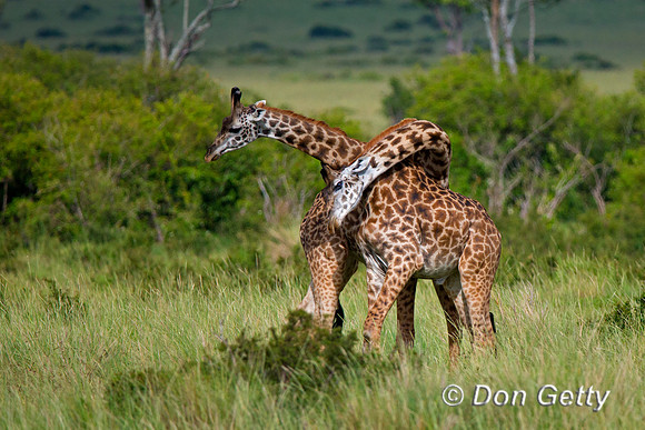 Masai Giraffe