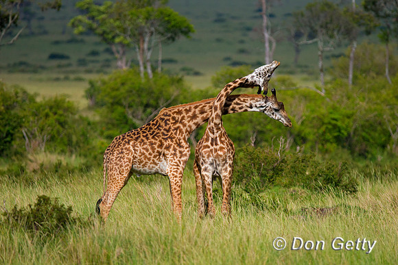 Masai Giraffe