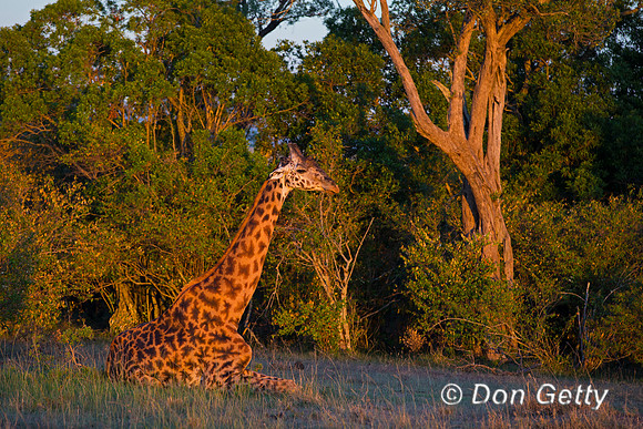 Masai Giraffe