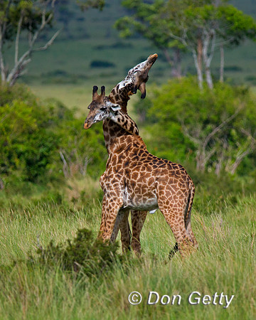 Masai Giraffe