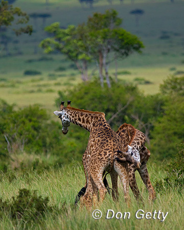 Masai Giraffe