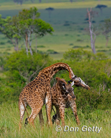 Masai Giraffe