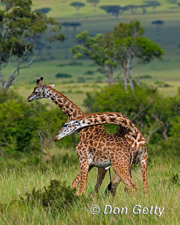Masai Giraffe