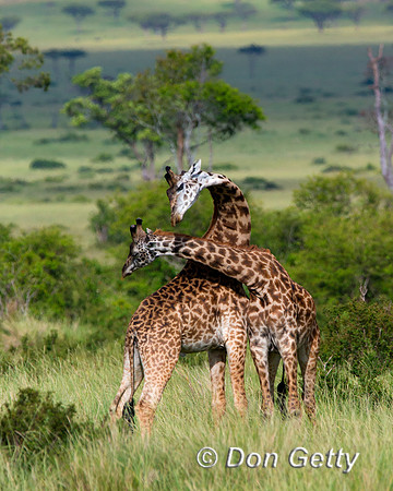 Masai Giraffe