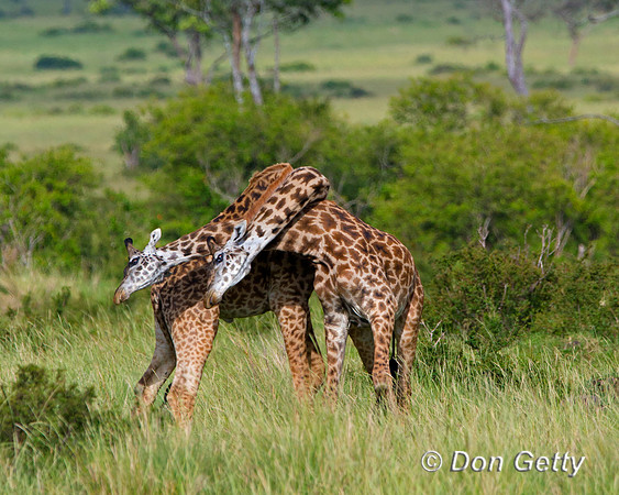Masai Giraffe