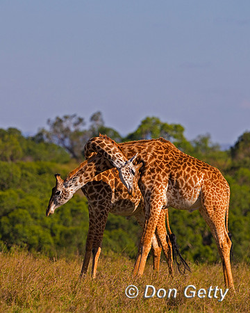Masai Giraffe