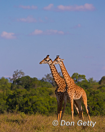 Masai Giraffe