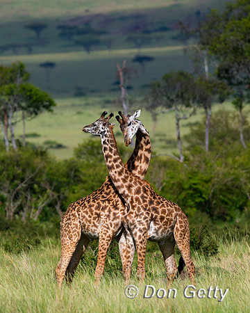 Masai Giraffe