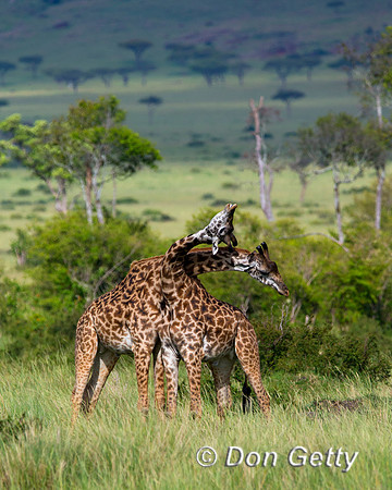 Masai Giraffe