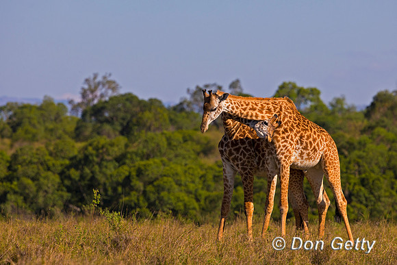 Masai Giraffe